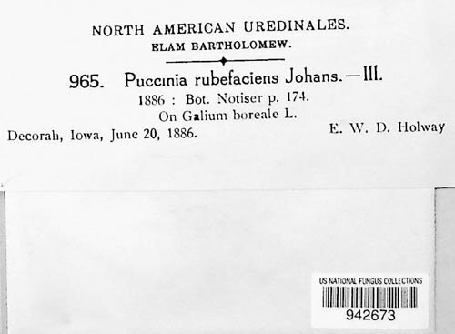 Puccinia rubefaciens image